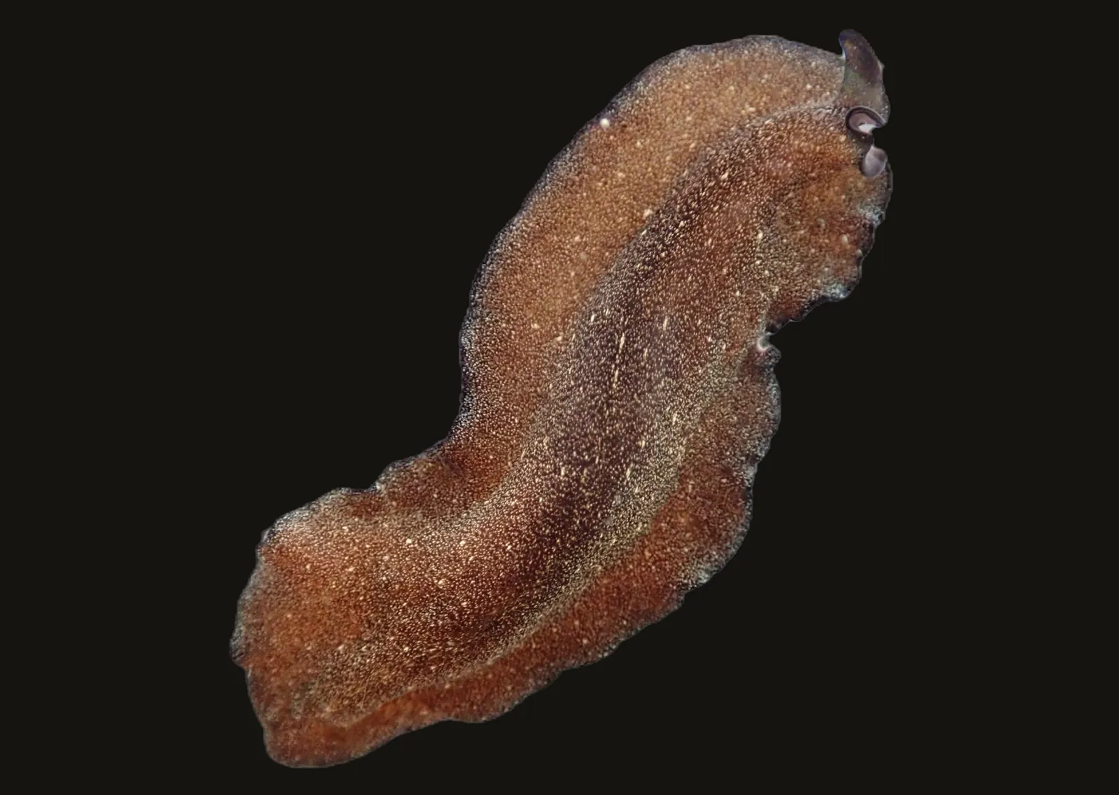 Pseudoceros galaxea